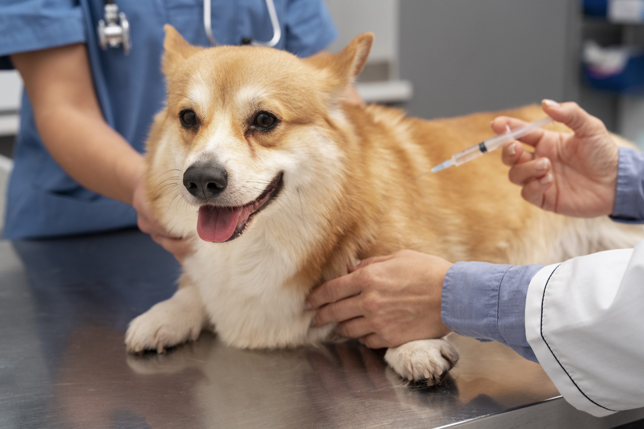 Bệnh Care Ở Chó Nguy Hiểm Như Nào? Cách Điều Trị Và Phòng Tránh