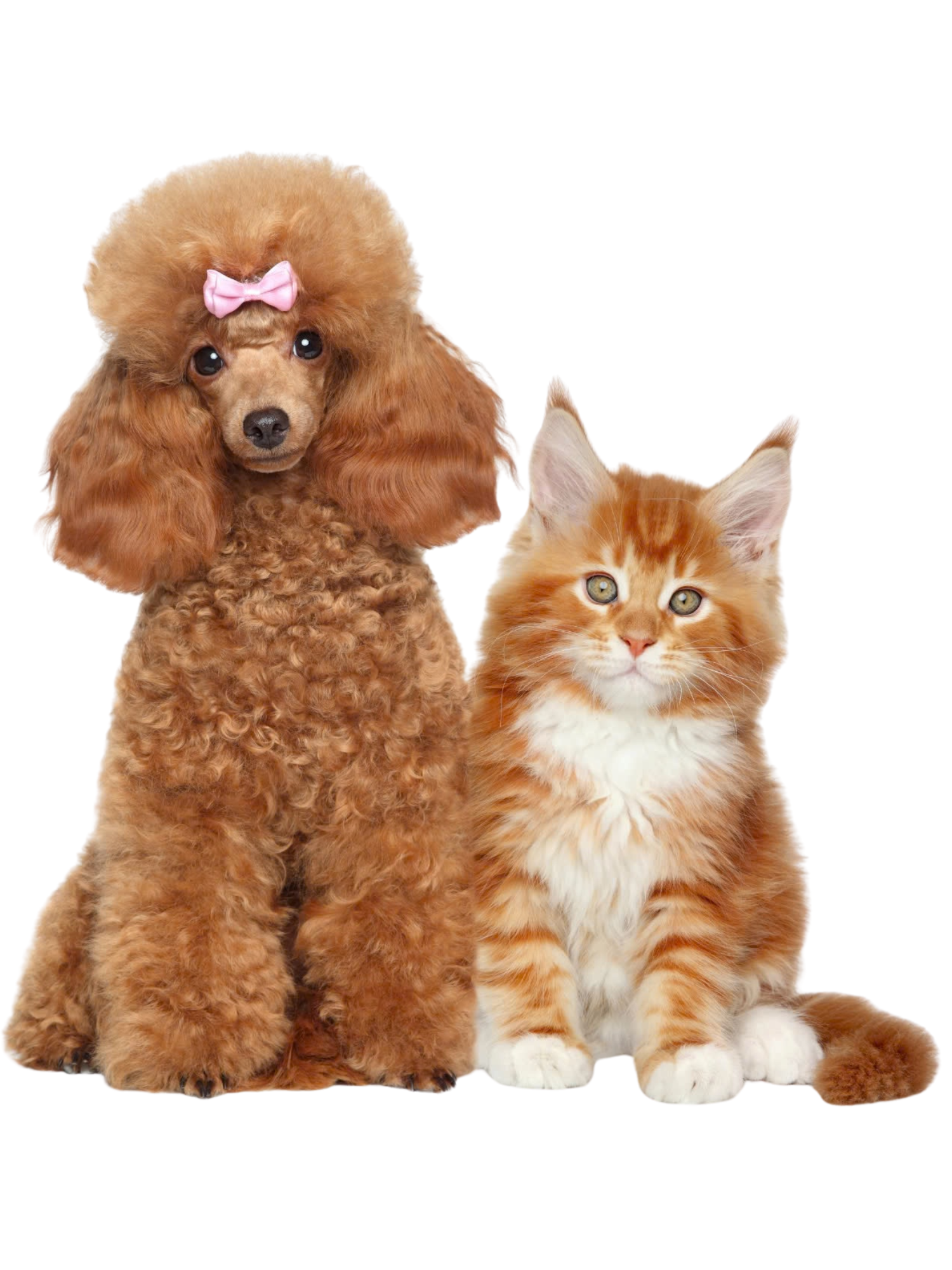 PET 1500×2000