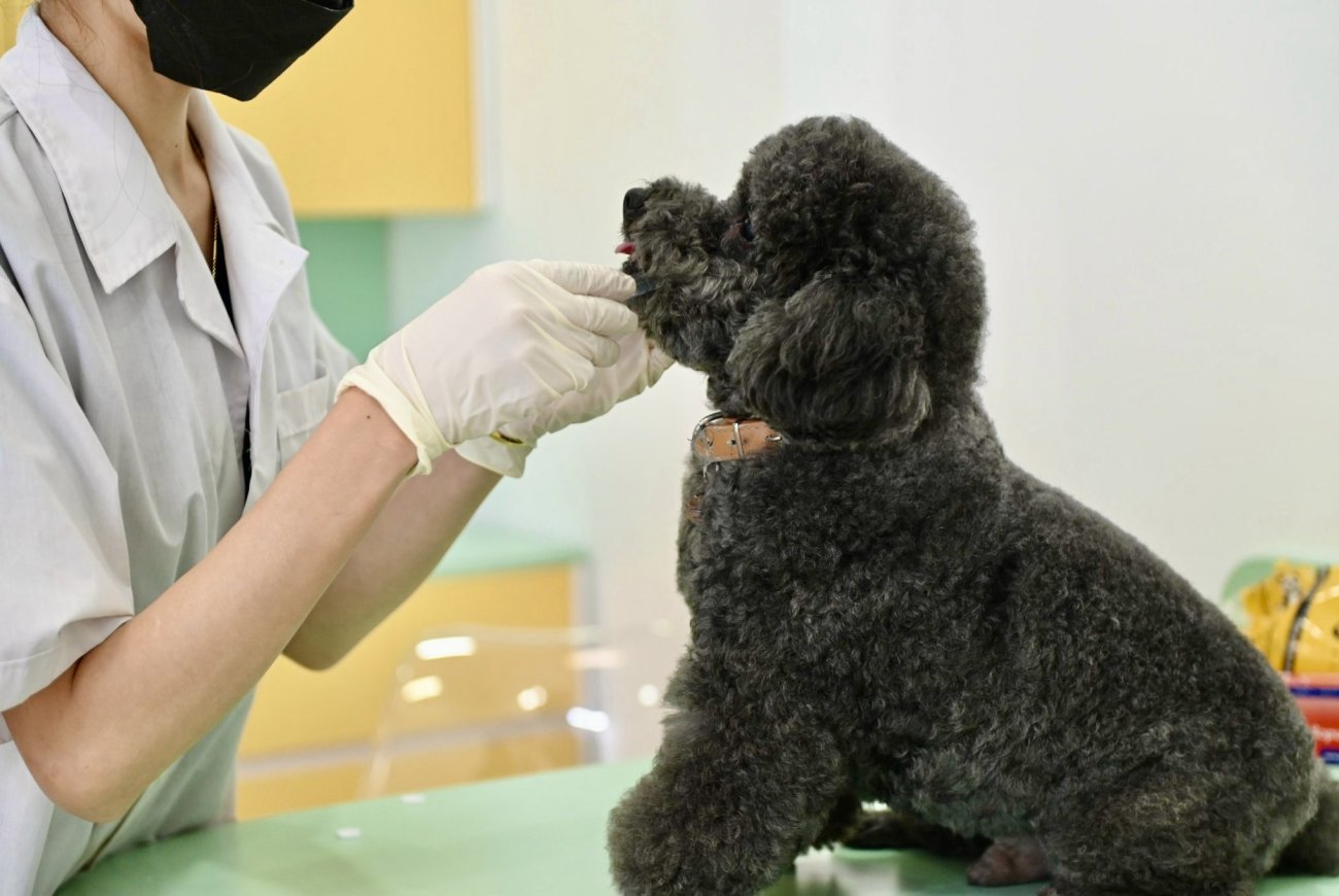 Tầm Quan Trọng Của Tiêm Phòng Dại Cho Thú Cưng Mà Sen Cần Phải Biết