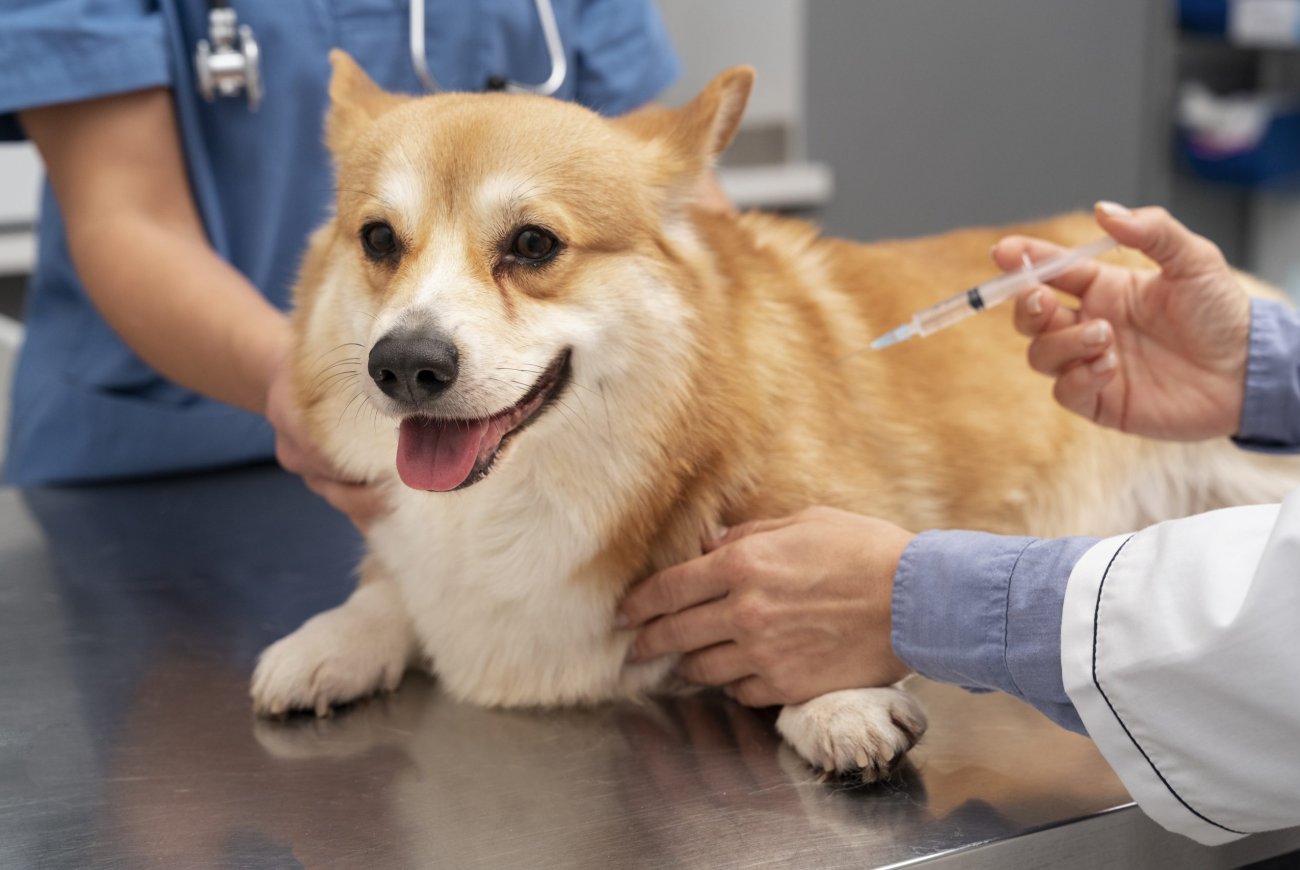 Bệnh Care Ở Chó Nguy Hiểm Như Nào? Cách Điều Trị Và Phòng Tránh